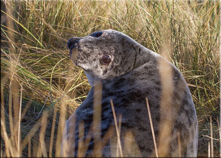 Common Threats To The Seal In The Wild