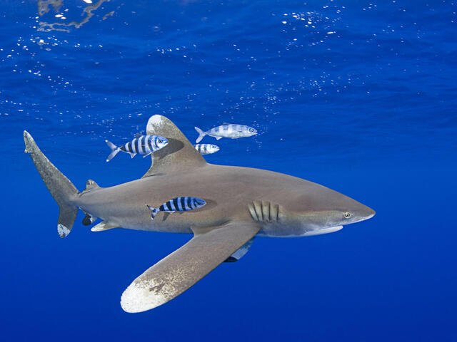Common Threats To The Shark In The Wild