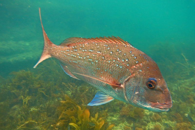Common Threats To The Snapper In The Wild