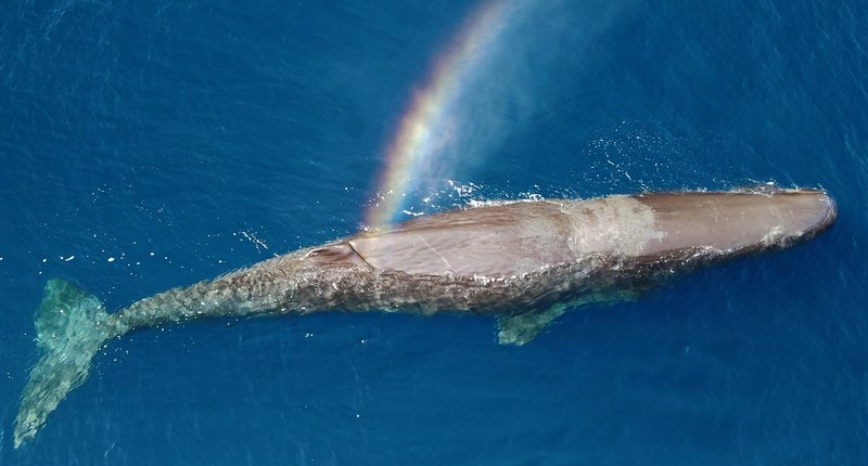 Common Threats To The Sperm Whale In The Wild