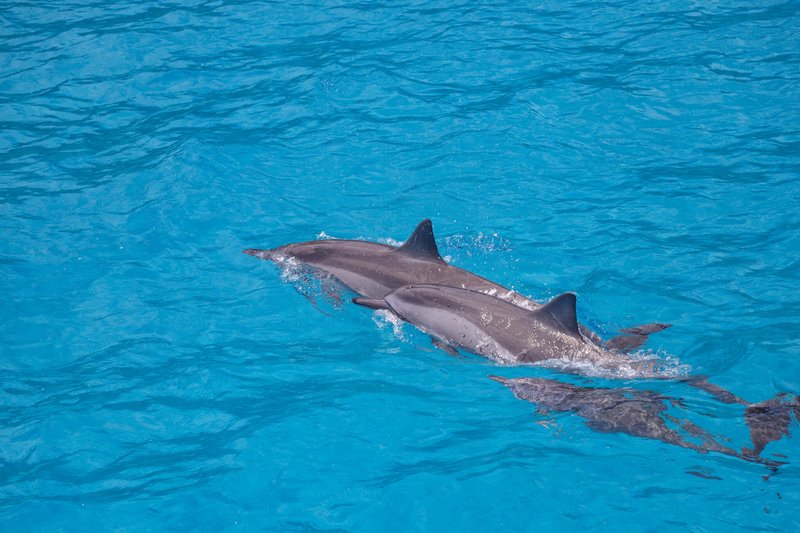 Common Threats To The Spinner Dolphin In The Wild