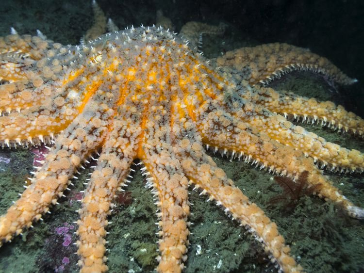 Common Threats To The Starfish In The Wild