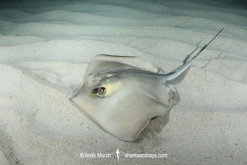 Common Threats To The Stingray In The Wild