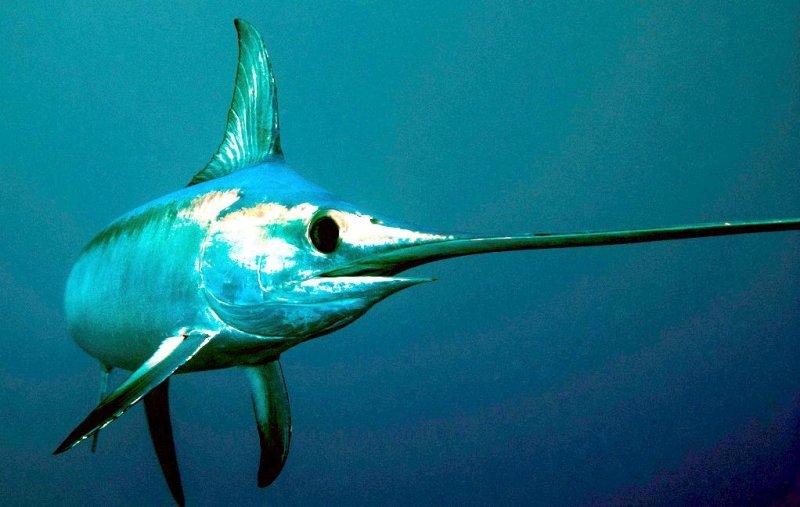 Common Threats To The Swordfish In The Wild