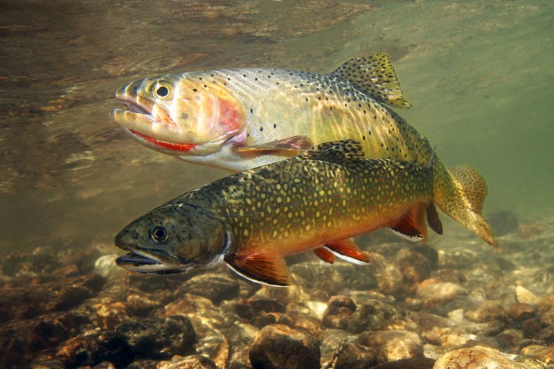 Common Threats To The Trout In The Wild