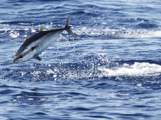 Common Threats To The Tuna In The Wild