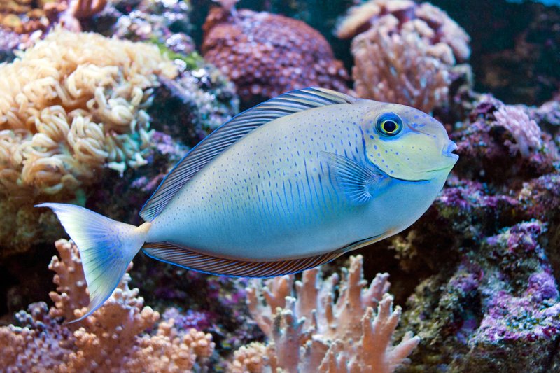 Common Threats To The Vlamingii Tang In The Wild