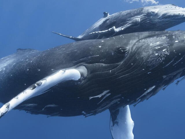 Common Threats To The Whale In The Wild