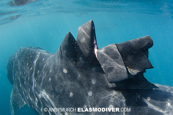 Common Threats To The Whale Shark In The Wild