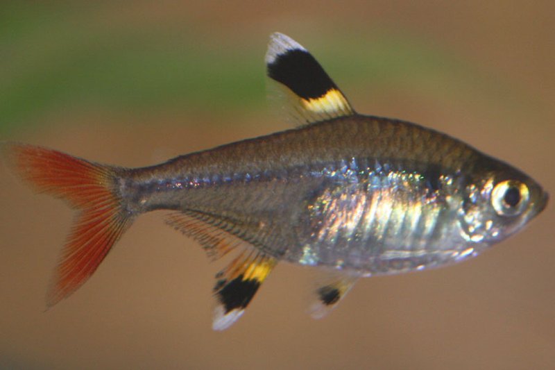 Common Threats To The X-Ray Tetra In The Wild