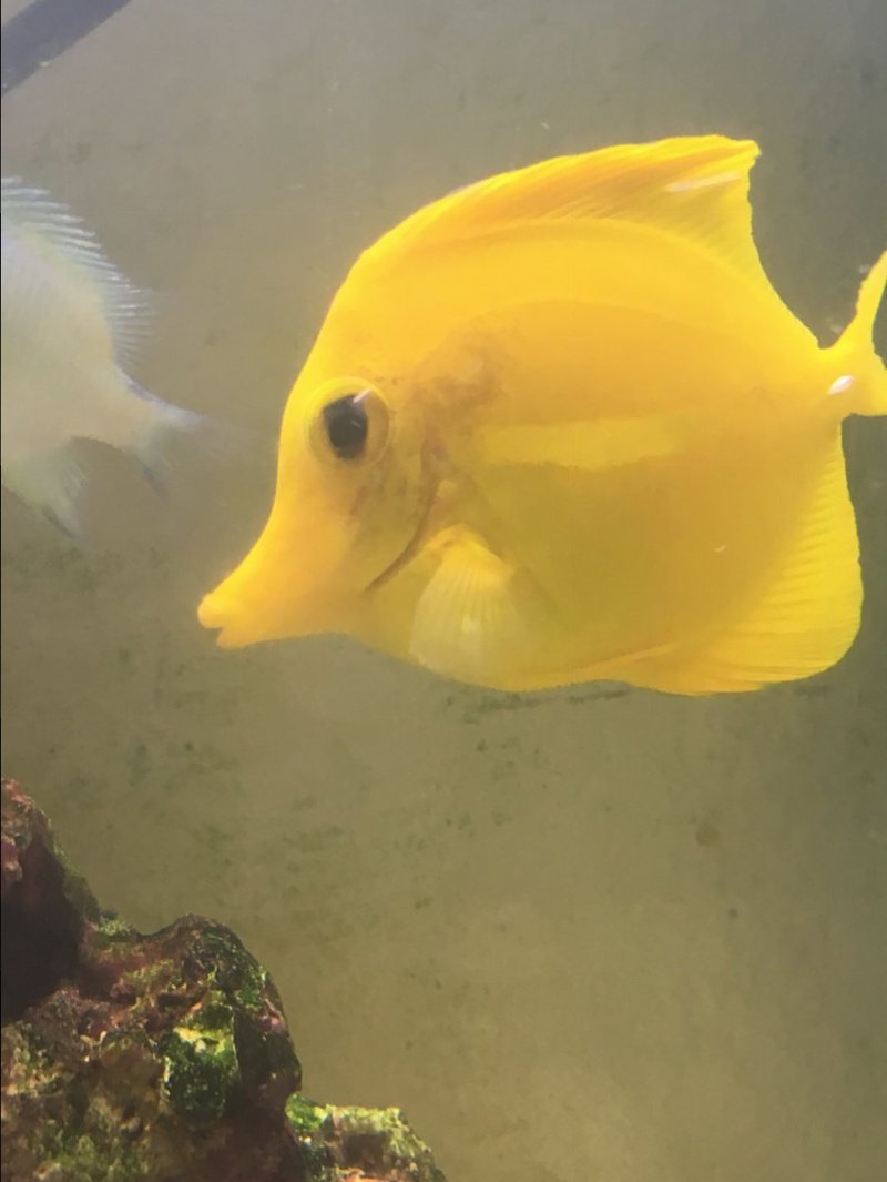 Common Threats To The Yellow Tang In The Wild