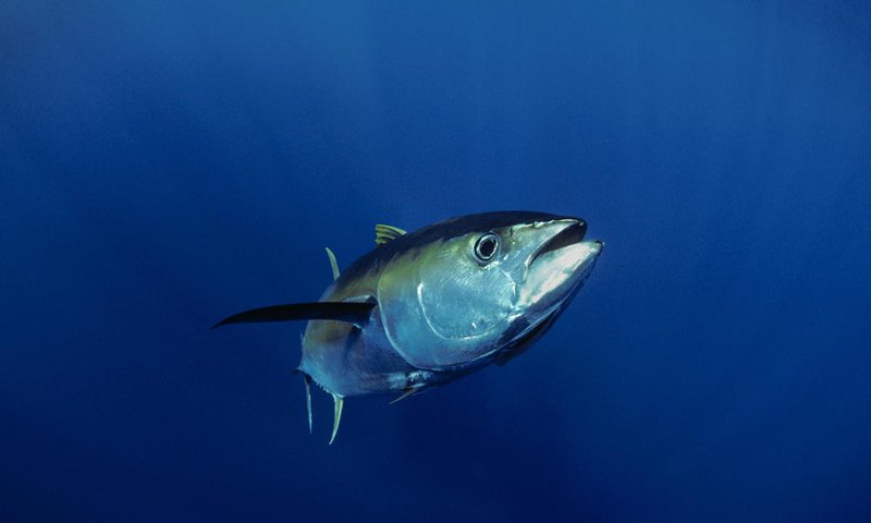 Common Threats To The Yellowfin Tuna In The Wild