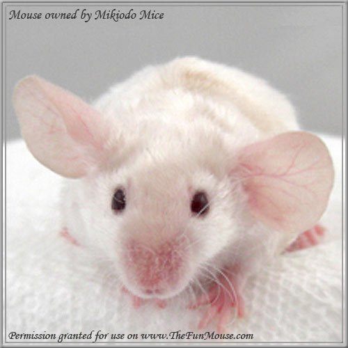 Comparing Brindle Mice To Other Pet Mouse Varieties