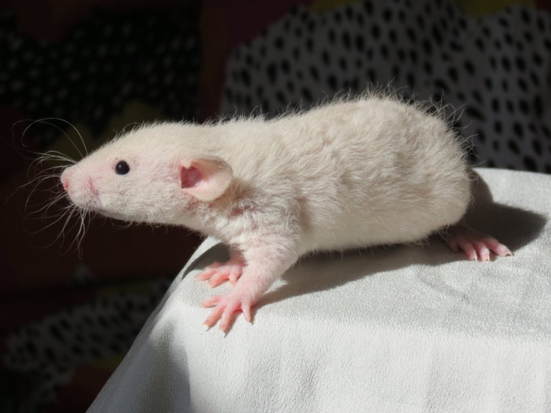 Comparing Bristle Coat Rats With Other Pet Rat Breeds