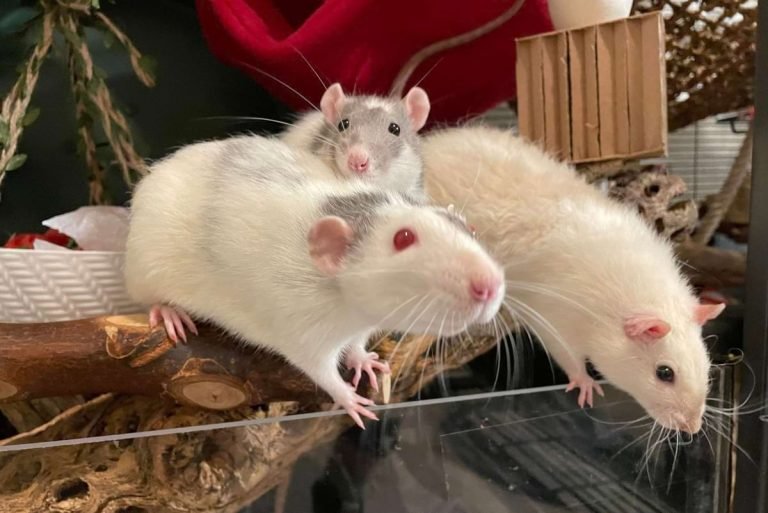 Comparing Dumbo Rats With Other Pet Rat Breeds