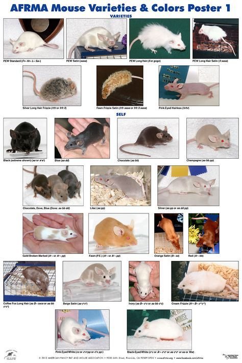 Comparing Fancy Mice To Other Pet Mouse Varieties