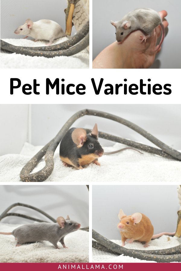 Comparing Frizzie Mice To Other Pet Mouse Varieties