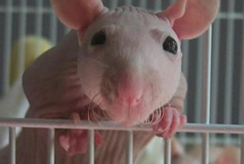 Comparing Hairless Rats With Other Pet Rat Breeds