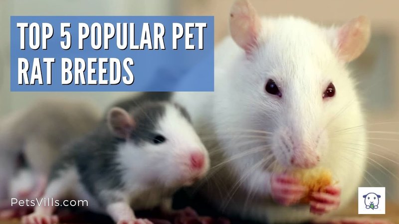 Comparing Hooded Rats With Other Pet Rat Breeds