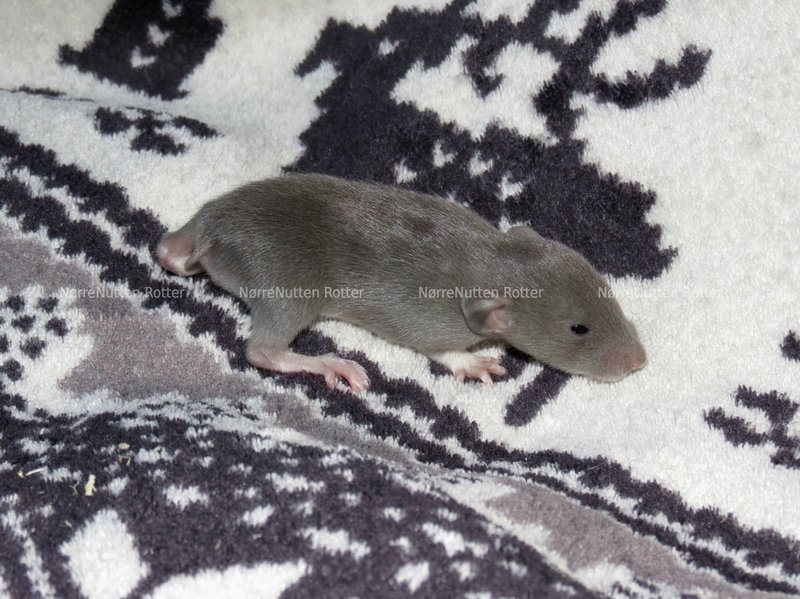 Comparing Manx Rats With Other Pet Rat Breeds