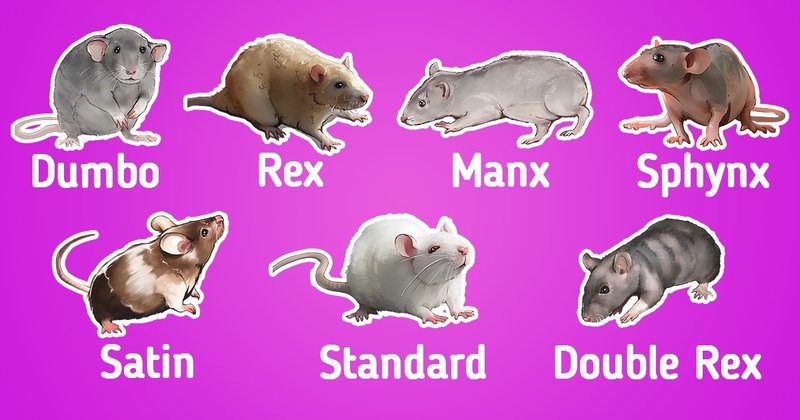 Comparing Rex Rats With Other Pet Rat Breeds