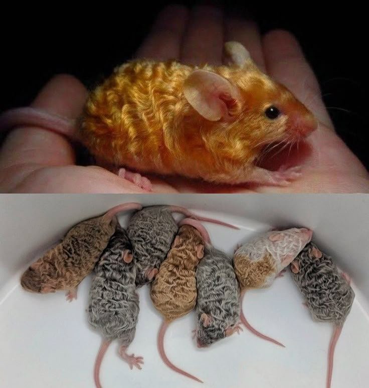 Comparing Satin Mice To Other Pet Mouse Varieties