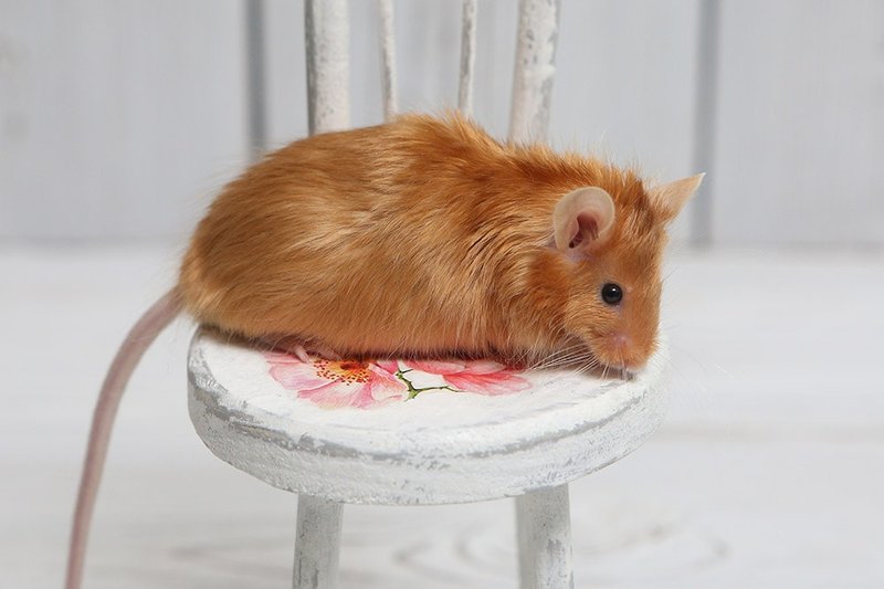Comparing Satin Rats With Other Pet Rat Breeds