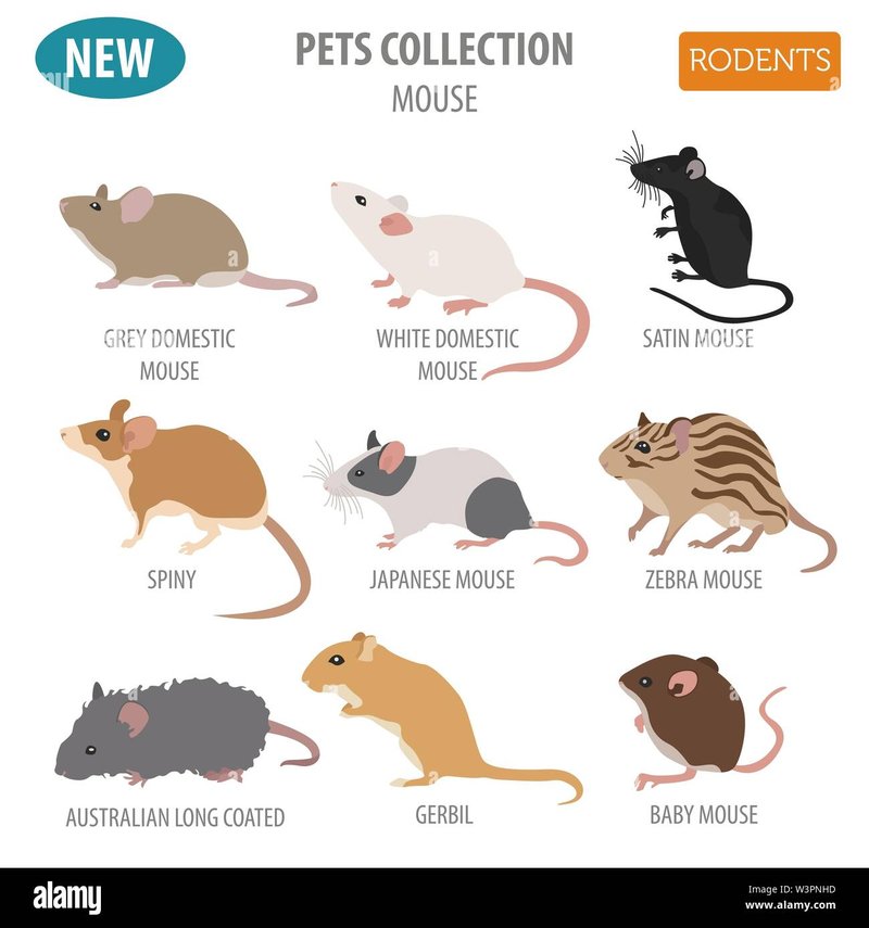 Comparing Standard Mice To Other Pet Mouse Varieties
