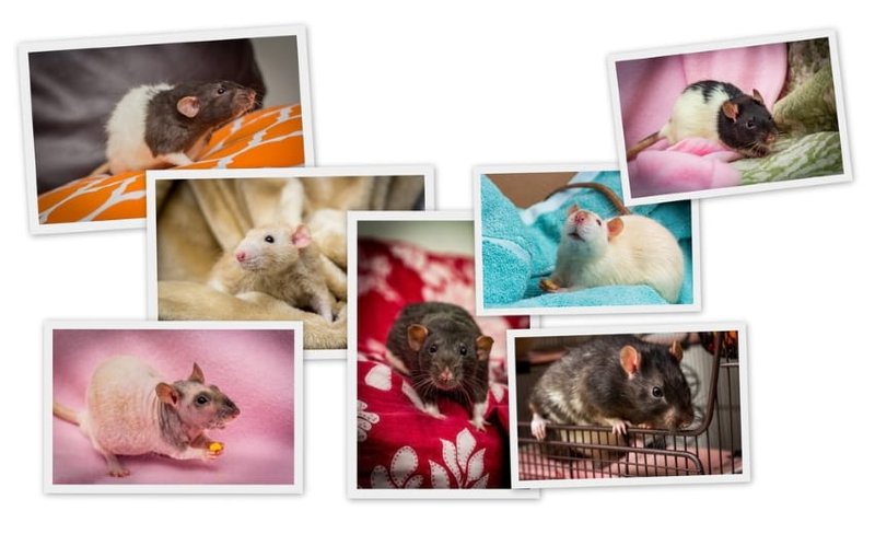 Comparing Standard Rats With Other Pet Rat Breeds