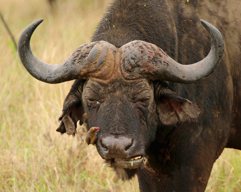 Comparing The African Buffalo Vs. [Similar Species]