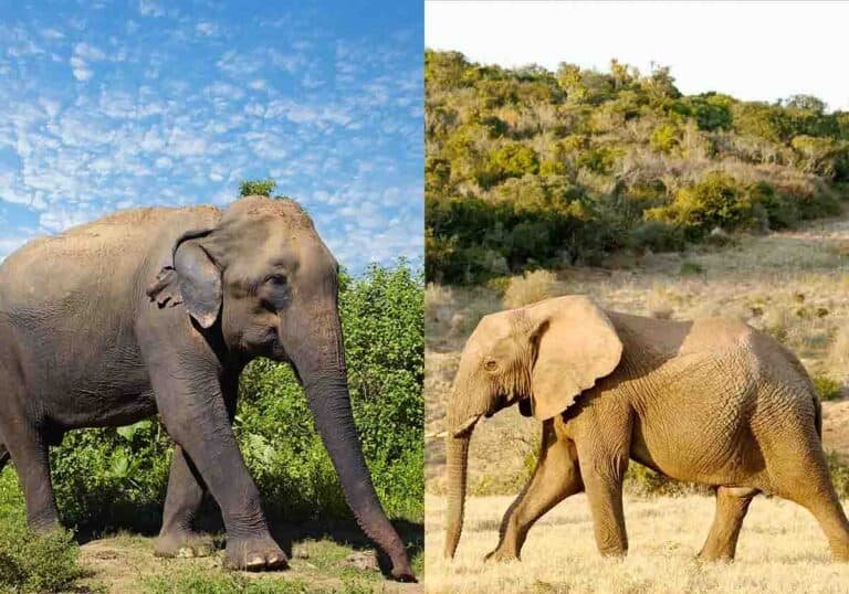 Comparing The African Elephant Vs. [Similar Species]