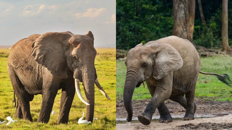 Comparing The African Forest Elephant Vs. [Similar Species]