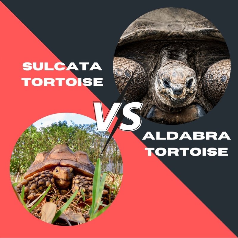 Comparing The Aldabra Giant Tortoise Vs. [Similar Species]