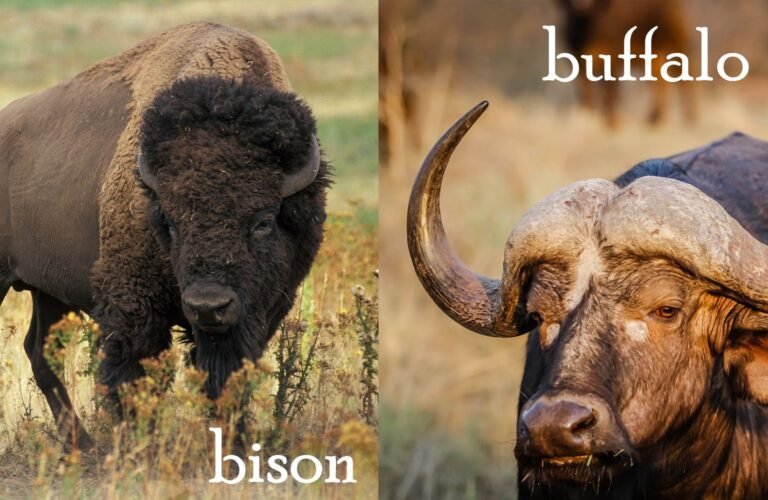 Comparing The American Bison Vs. [Similar Species]