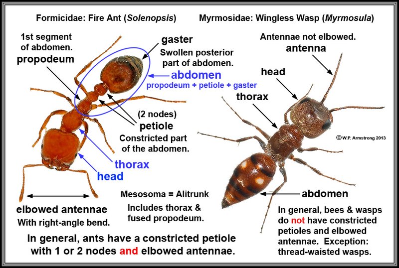 Comparing The Ant Vs. Similar Insects