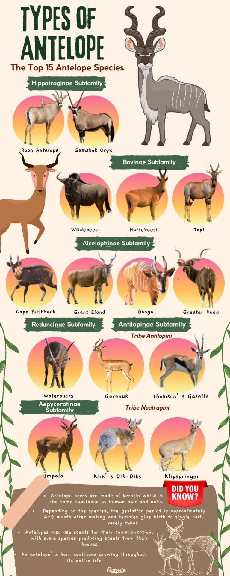 Comparing The Antelope Vs. [Similar Species]