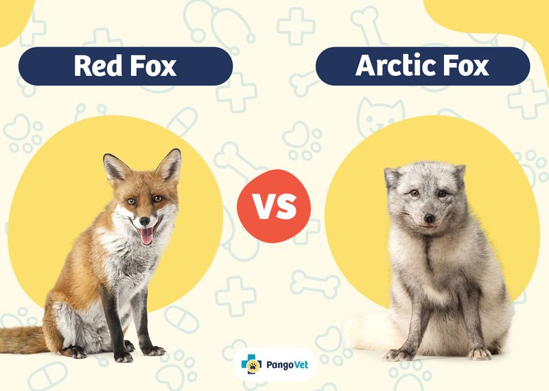 Comparing The Arctic Fox Vs. [Similar Species]