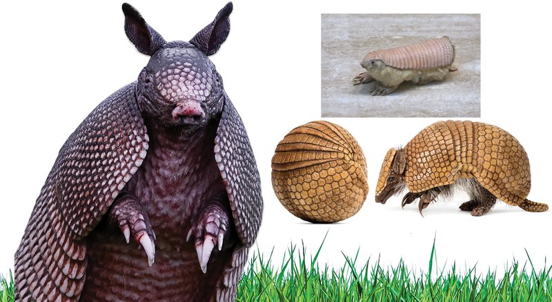 Comparing The Armadillo Vs. [Similar Species]