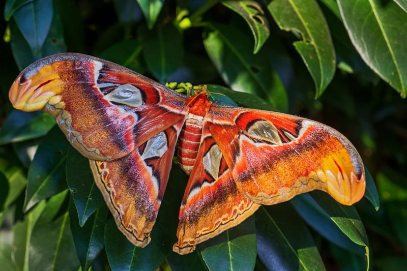 Comparing The Atlas Moth Vs. Similar Insects