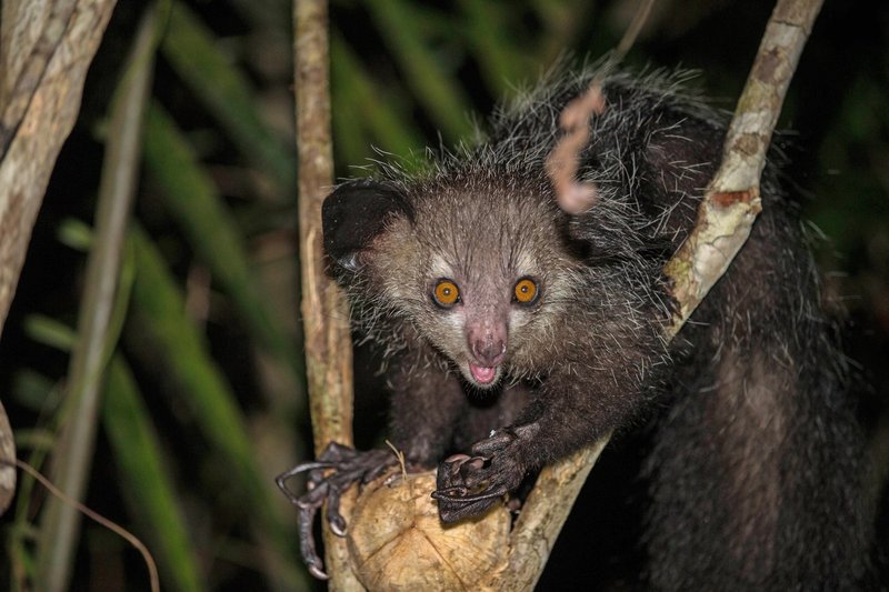 Comparing The Aye-Aye Vs. [Similar Species]