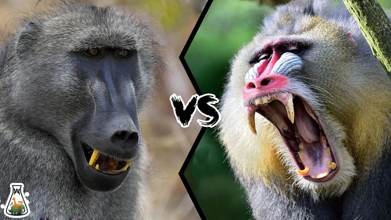 Comparing The Baboon Vs. [Similar Species]