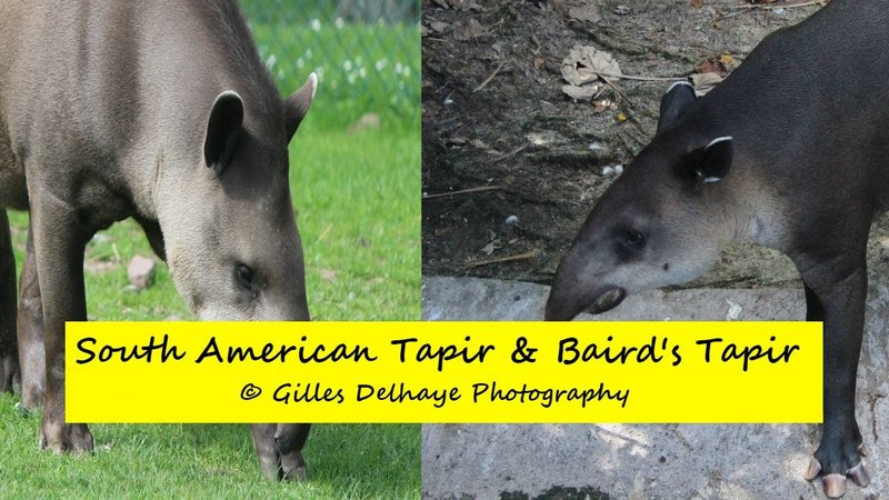 Comparing The Baird'S Tapir Vs. [Similar Species]
