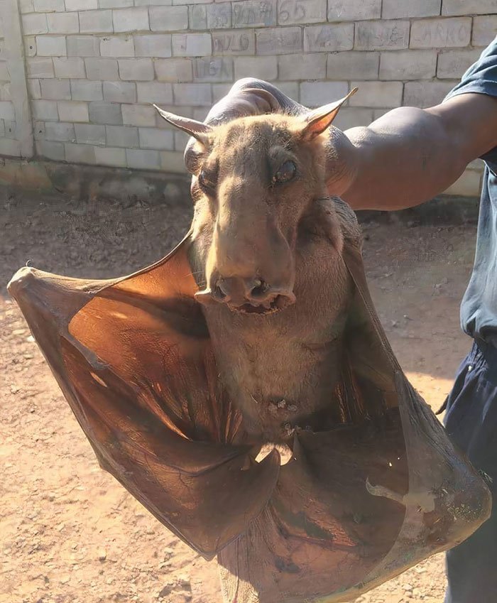 Comparing The Bat Vs. [Similar Species]
