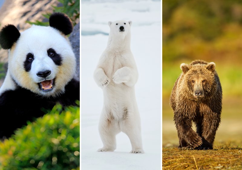 Comparing The Bear Vs. [Similar Species]