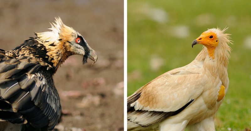 Comparing The Bearded Vulture Vs. [Similar Species]