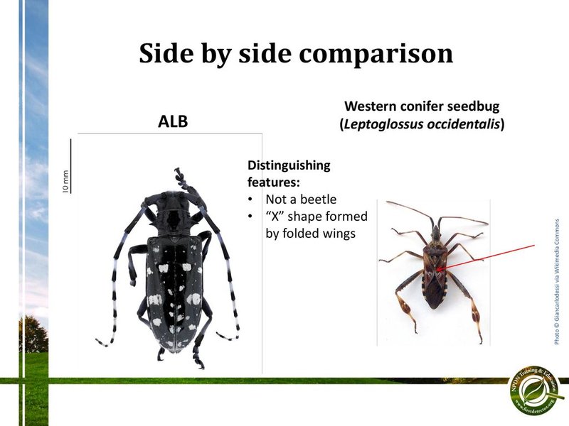 Comparing The Beetle Vs. Similar Insects