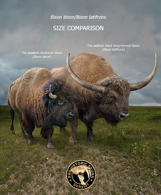 Comparing The Bison Vs. [Similar Species]