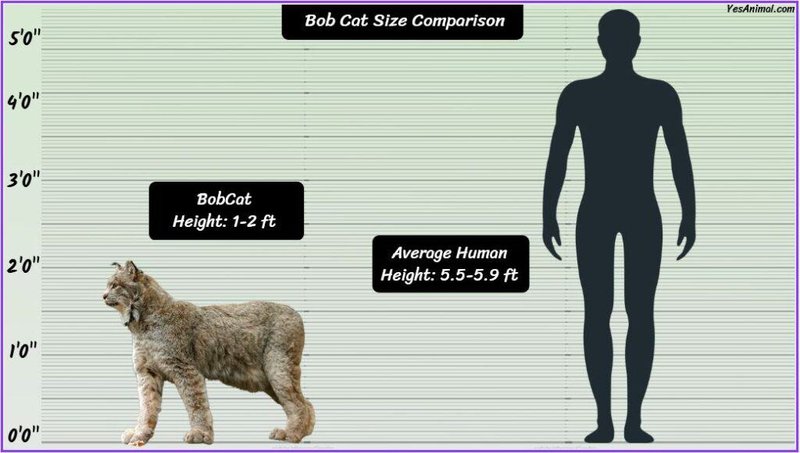 Comparing The Bobcat Vs. [Similar Species]