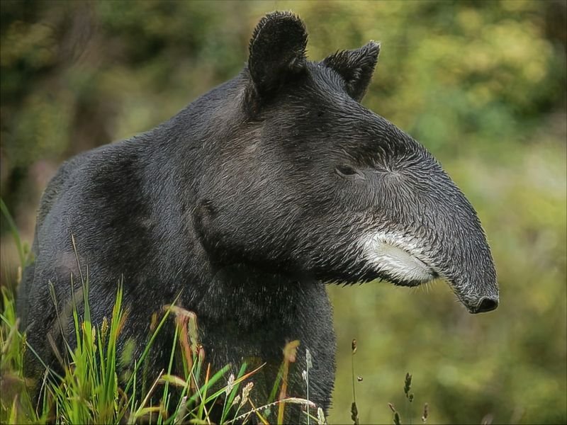 Comparing The Brazilian Tapir Vs. [Similar Species]