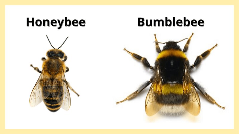 Comparing The Bumblebee Vs. Similar Insects